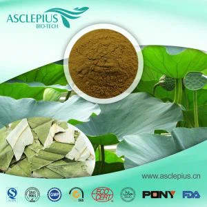 Furnizor de frunze și flori de Lotus Produse fierbinți pentru slăbit cu ridicata/naturale